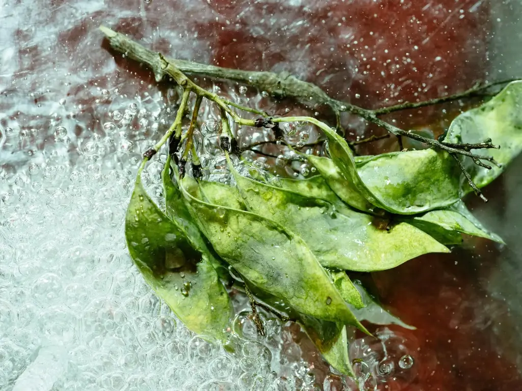 冷凍菠菜葉–500克