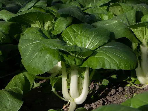 冷凍菜心 – 450 克