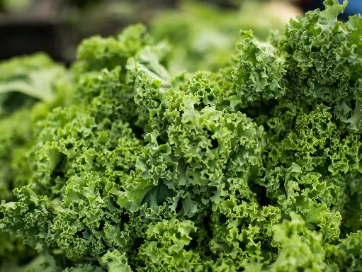 有機嬰兒羽衣甘藍–250克